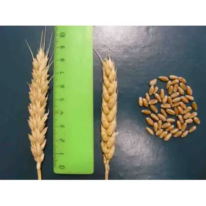 МИРОНОВСКАЯ ЮБИЛЕЙНАЯ