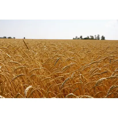 ИМПЕРАТРИЦА