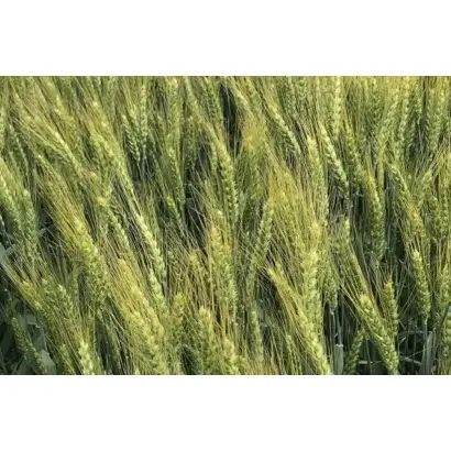 КОНСТАНТА 22