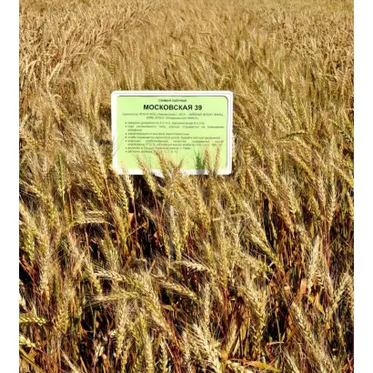 ВЛАДИМИРСКАЯ 9