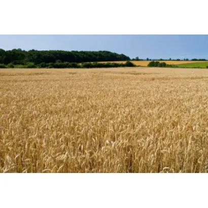 БАШКИРСКАЯ 12