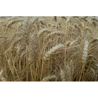 ЛЬГОВСКАЯ 31