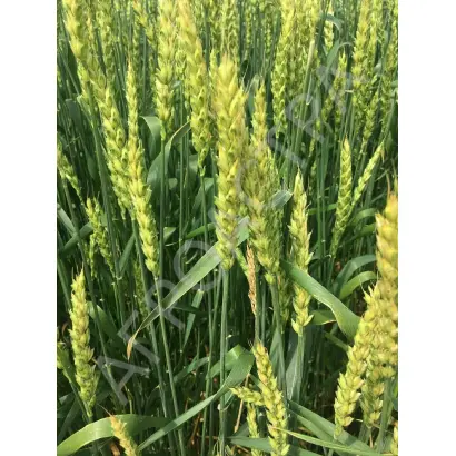 ВОЛЬНЫЙ ДОН