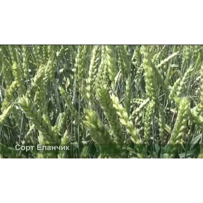 ЕЛАНЧИК