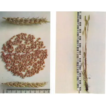 КРАСНООБСКАЯ ОЗИМАЯ