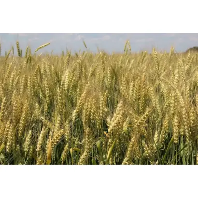 НЕМЧИНОВСКАЯ 85