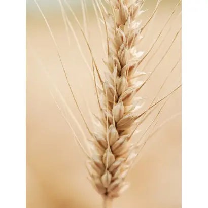 ЭН АЛЬБИРЕО