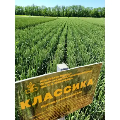 КЛАССИКА