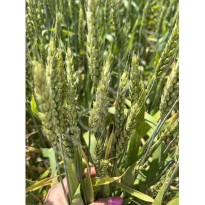 БЫЛИНА ДОНА