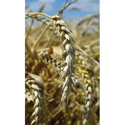 ТИМИРЯЗЕВКА 150