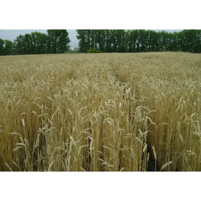 ОМСКАЯ ОЗИМАЯ