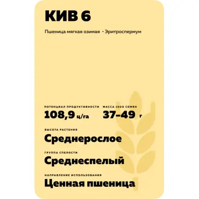 КИВ 6