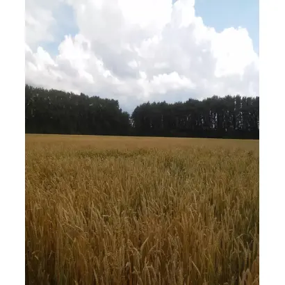 ПРИИРТЫШСКАЯ