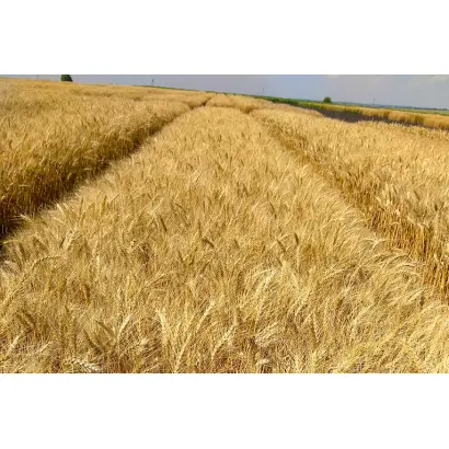 СИБИРСКАЯ НИВА