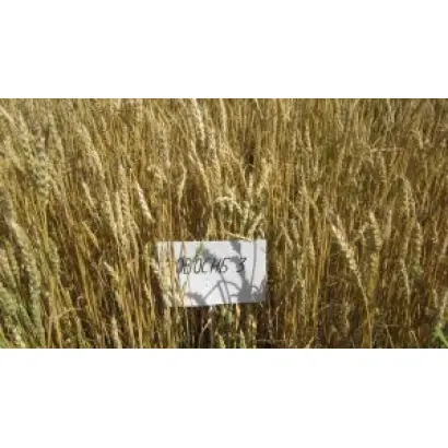 НОВОСИБИРСКАЯ 3