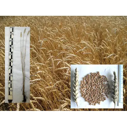 НОВОСИБИРСКАЯ 2