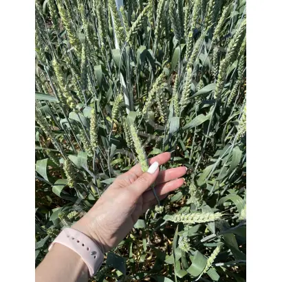 НИВА СТАВРОПОЛЬЯ