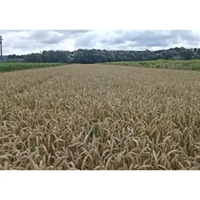 ЗАГРАВА ОДЕССКАЯ