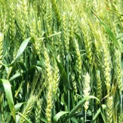 ЛЬГОВСКАЯ 8