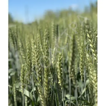 ТАРАСОВСКАЯ 70