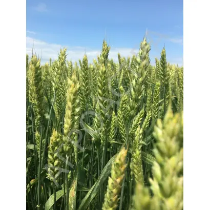 ДОНСКАЯ ЮБИЛЕЙНАЯ