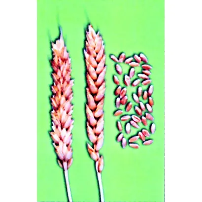 САРАТОВСКАЯ 90