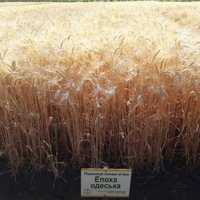 ЭПОХА ОДЭСЬКА