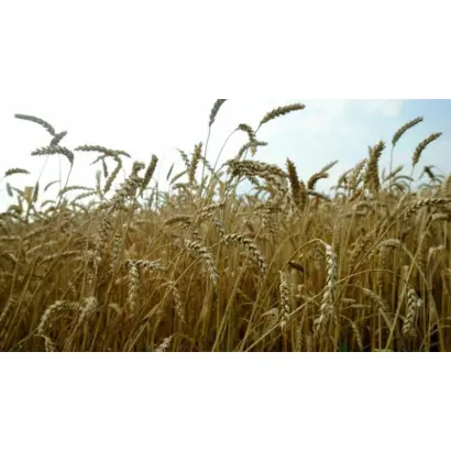 МОСКОВСКАЯ 40