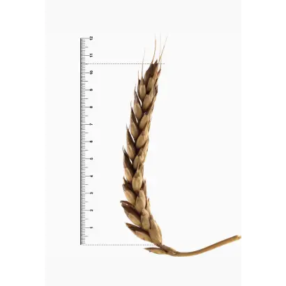 ДОНСКАЯ ЛИРА