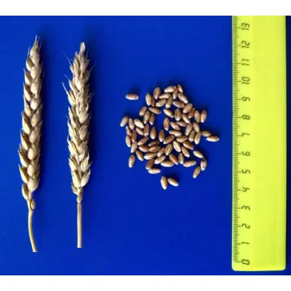 НОВОЕРШОВСКАЯ