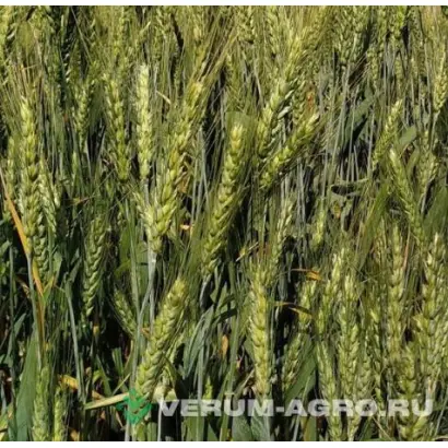 ВИКТОРИЯ ОДЕССКАЯ