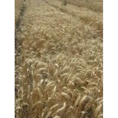 ОДЕССКАЯ 267