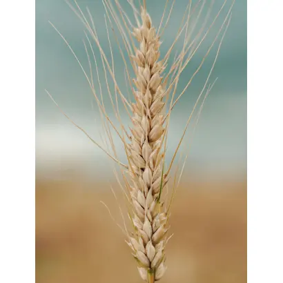 МОСКОВСКАЯ 56