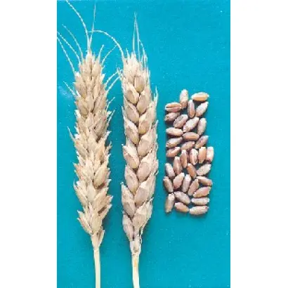 ЕРШОВСКАЯ 11