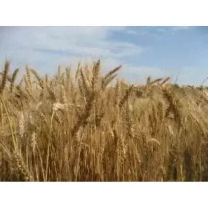 КАЗАНСКАЯ 285