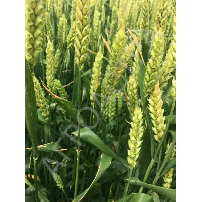 ДАР ЗЕРНОГРАДА