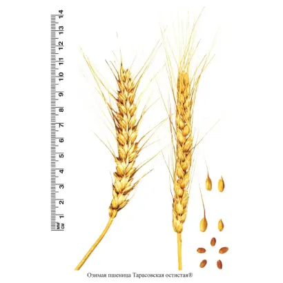 ТАРАСОВСКАЯ ОСТИСТАЯ