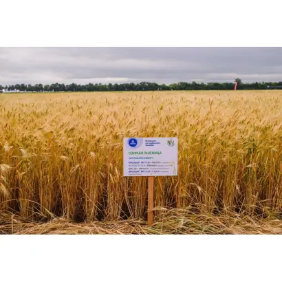 ВОЛЖСКАЯ 100