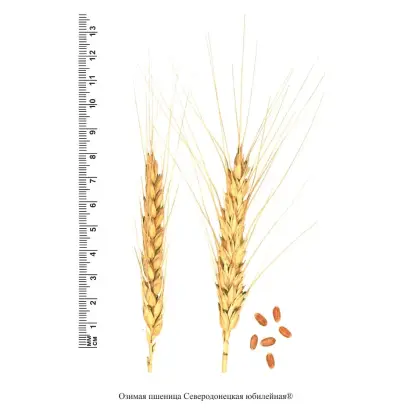 СЕВЕРОДОНЕЦКАЯ ЮБИЛЕЙНАЯ