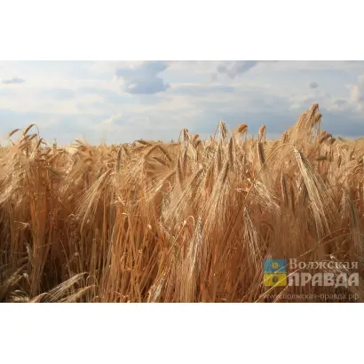 ВОЛЖСКАЯ С 3