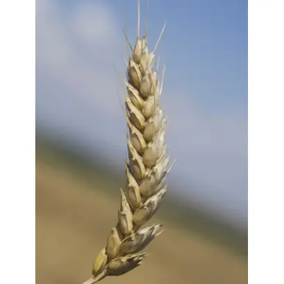 ЛЬГОВСКАЯ 4