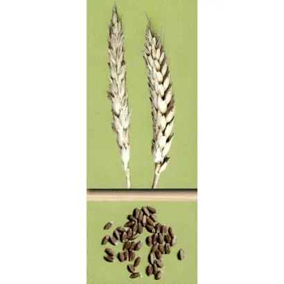 ЛЕВОБЕРЕЖНАЯ 1