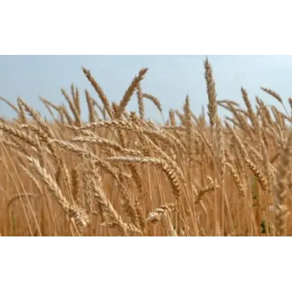 САРАТОВСКАЯ 29