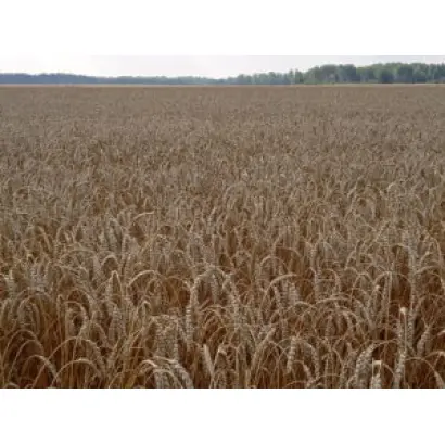 КАСИБОВСКАЯ 2