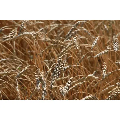 АЛТАЙСКАЯ 85