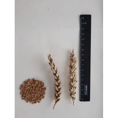 ЗАГОРА НОВОСИБИРСКАЯ