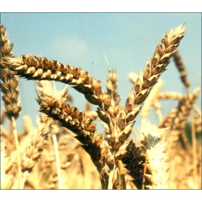 КИНЕЛЬСКАЯ ЗВЕЗДА