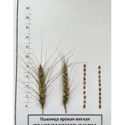 ТУЛУНСКИЕ ЗОРИ