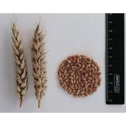 НОВОСИБИРСКАЯ 75