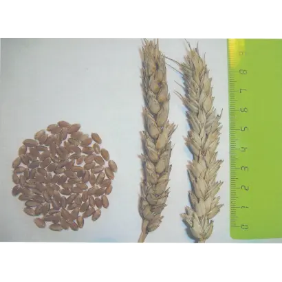 НОВОСИБИРСКАЯ 49